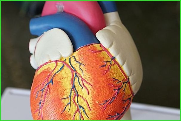 Healthy joints and nutrition
